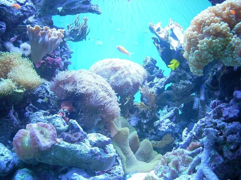 Coral life. Кораллы в пещерах. Лунный коралл. Риф Хевен. Идеи кораллов 2д.