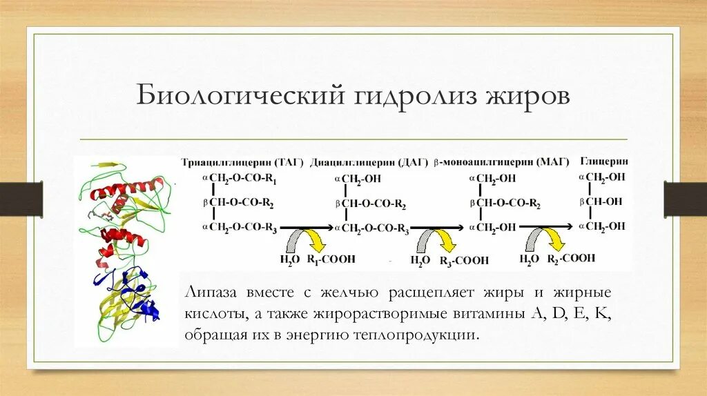 Полный гидролиз жиров. Схема гидролиза жира. Гидролиз жиров. Биологическое значение гидролиза белка. Биологическая роль гидролиза таг.