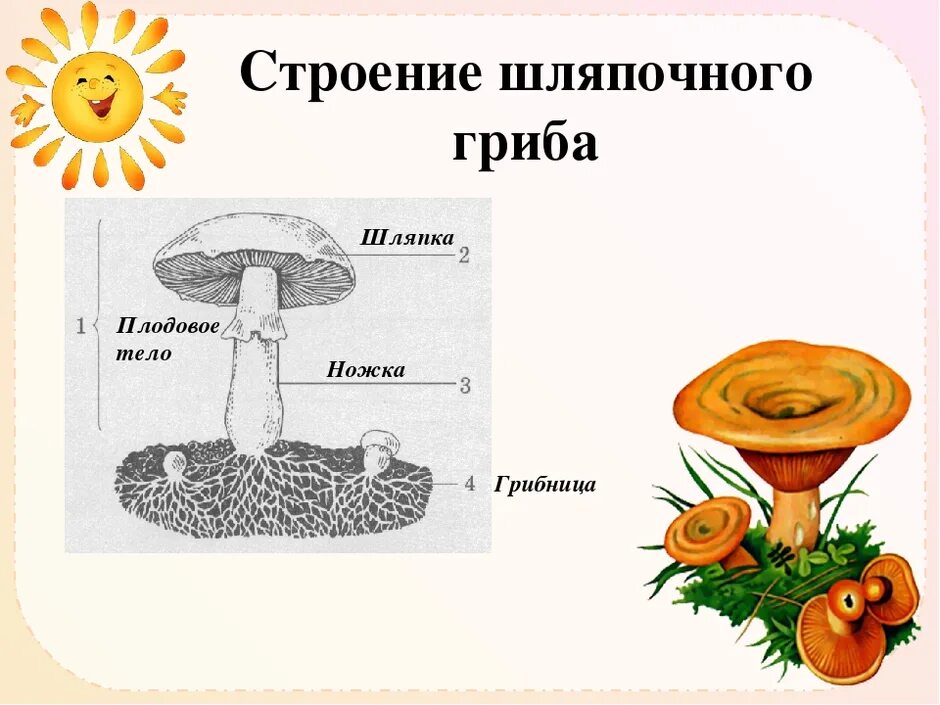 Строение шляпочного гриба 7 класс биология. Строение шляпочного гриба рисунок. гриб строение шляпочного гриба. строение шляпочного гриба 5 класс. схема строения шляпочного гриба.