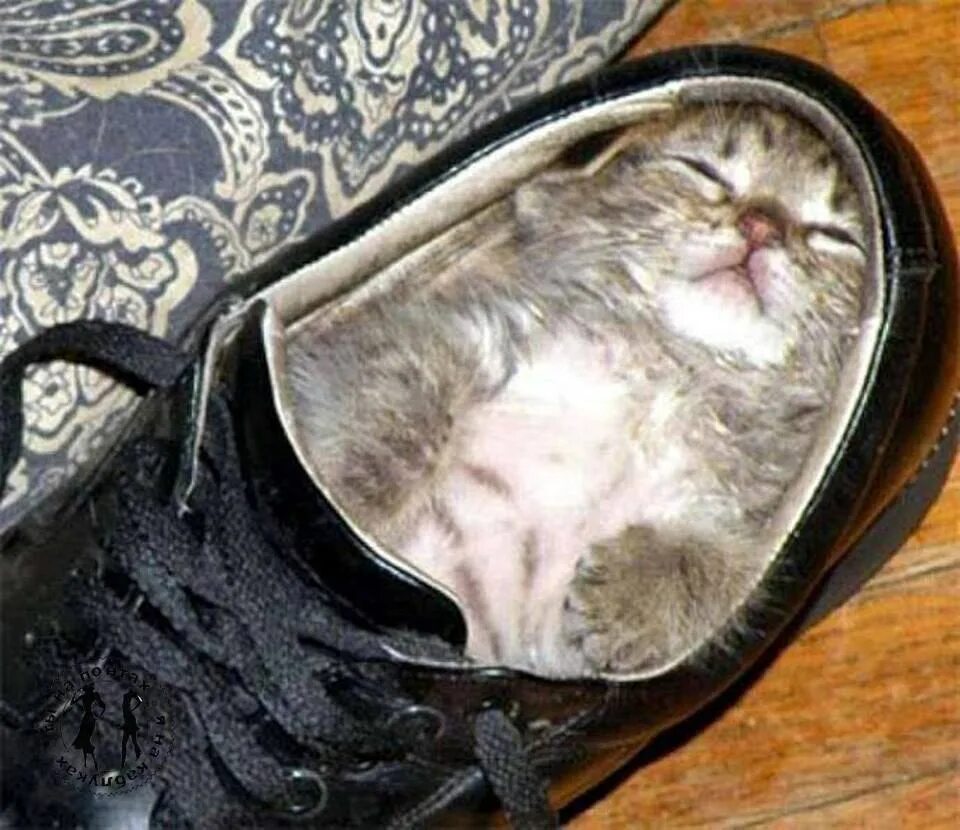 Обул кота в сапоги