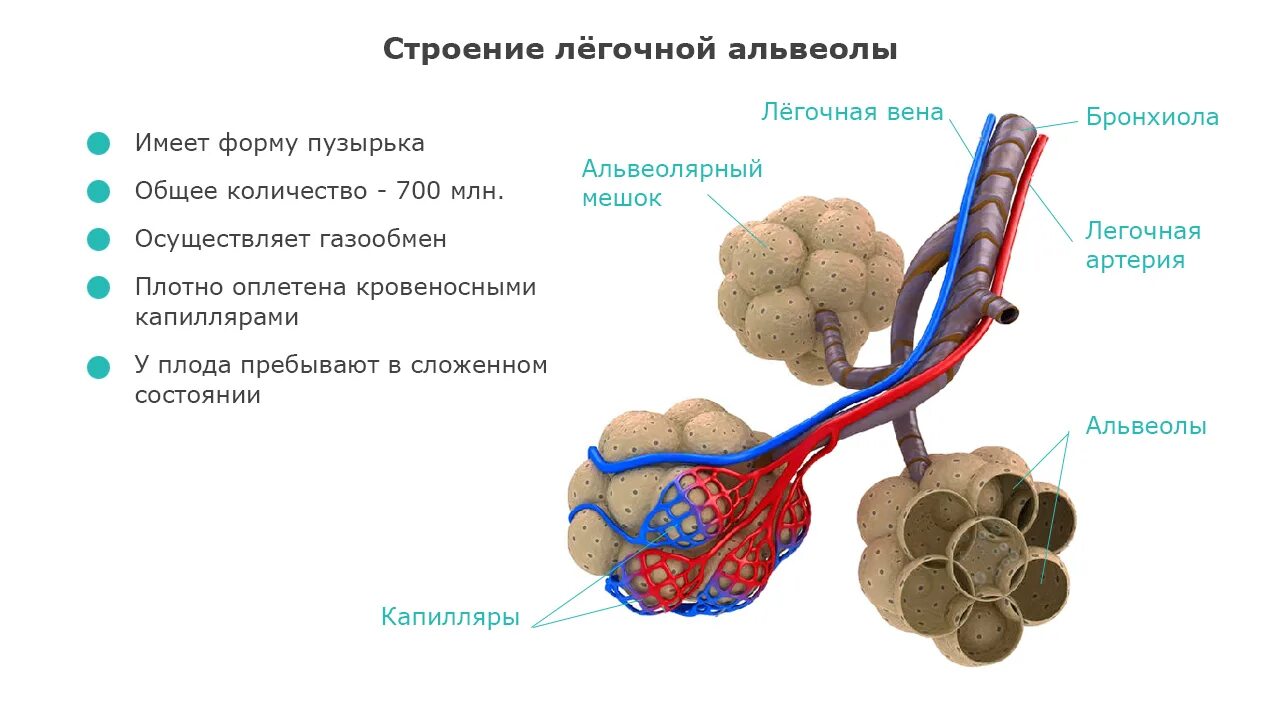 Альвеолярные легкие характерны для. Строение альвеол. Лёгочная альвеола. Альвеолы легких. Альвеолы анатомия.