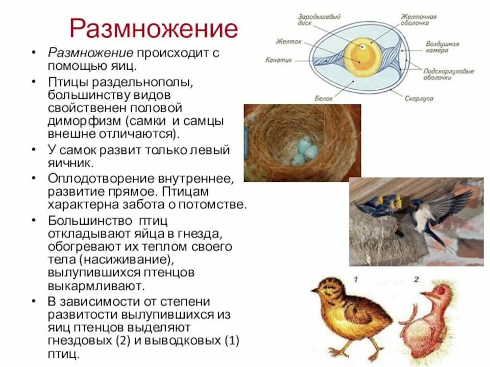 Как размножаются страусы. Размножение и развитие птиц строение яйца. Размножается яйцами является средой. Особенности размножения птиц. Поведение птиц в период размножения.