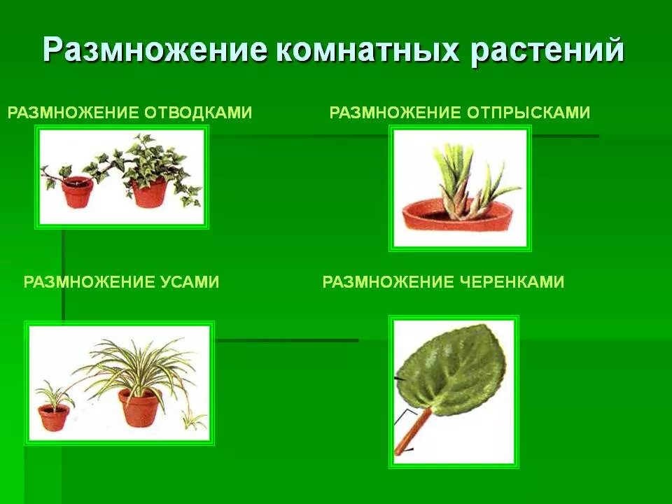 Растения можно размножать