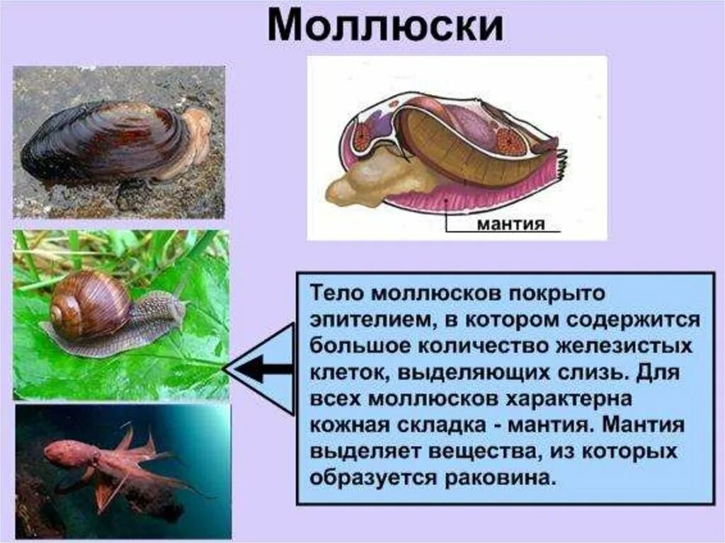 Тело моллюска имеет мантию. Тело моллюсков. Мантия моллюска. Моллюски покровы тела. Мантия и мантийная полость у моллюсков.