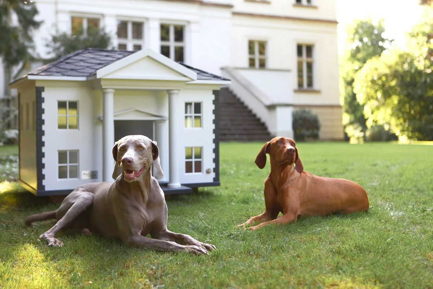 Собака дома отзывы. Собака охраняет дом. Собака в загородном доме. Собака во дворе. Красивый дом для собаки.