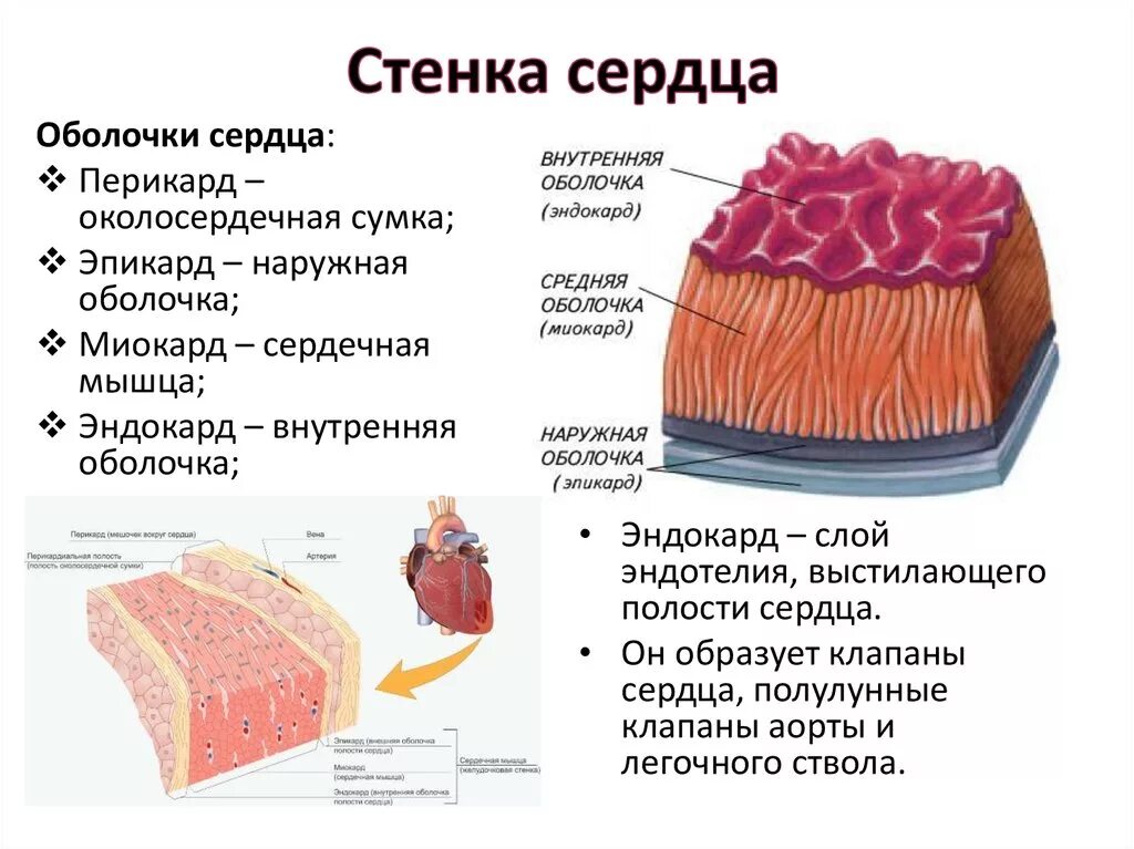 Человек внешняя оболочка. Строение сердца 3 слоя. Строение стенки сердца анатомия. Перечислите слои стенки сердца. Стенки сердца эндокард миокард эпикард.