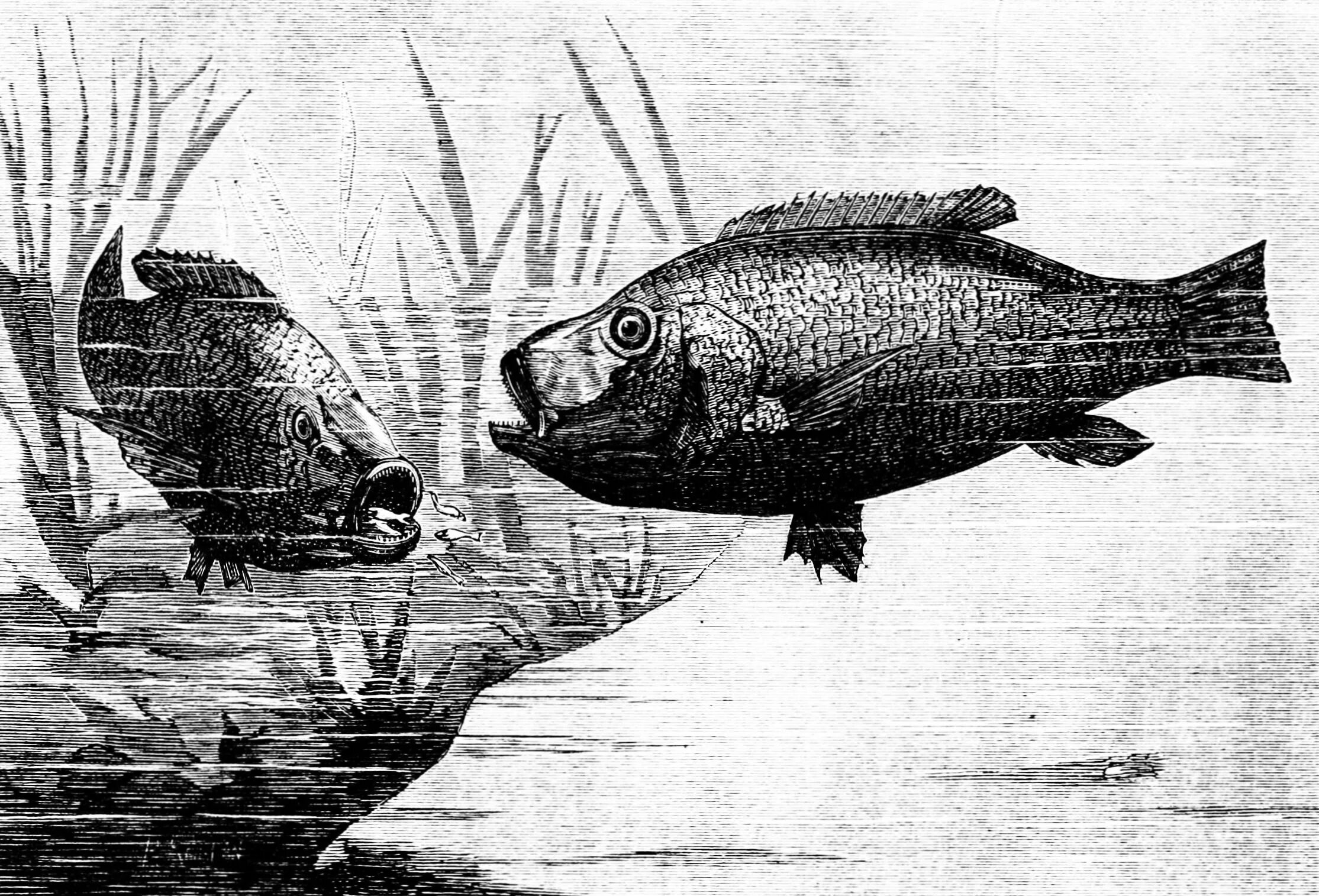 Рыбы Тивериадского озера. Рыбы Галилейского озера. Патер фамилиас. Tristramella. Pater familias