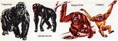 Горилла орангутан шимпанзе