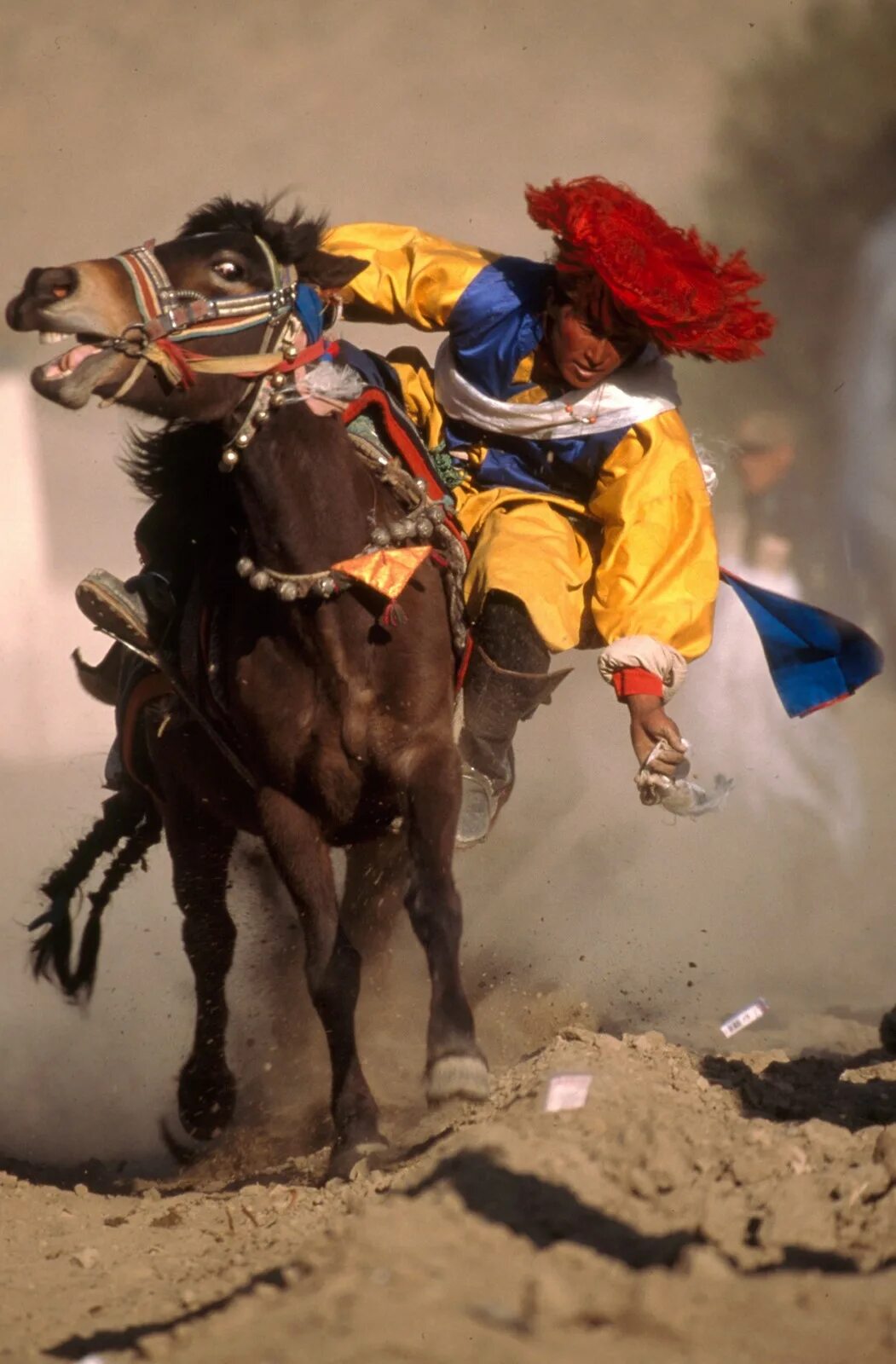 вид диких лошадей тибета. вид диких лошадей тибета. животные открытых пространств. вид диких лошадей тибета. непальские лошади.