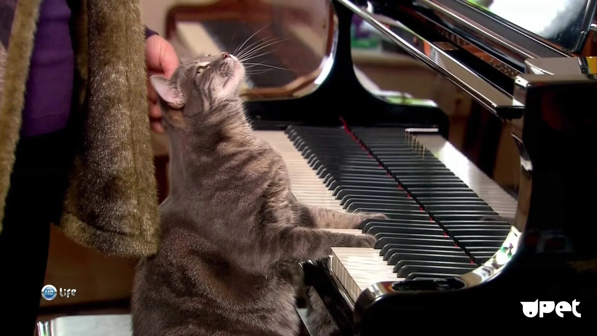 Музыка про кошек. Кот на пианино. Кот с музыкальным инструментом. Кот за пианино. Котик на пианино.
