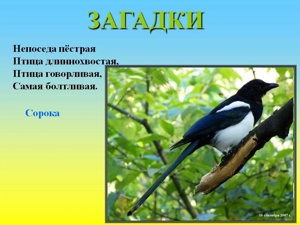 Загадка про сороку. Загадка про сороку для детей. Загадка про сороку для дошкольников. Сорока для детей.