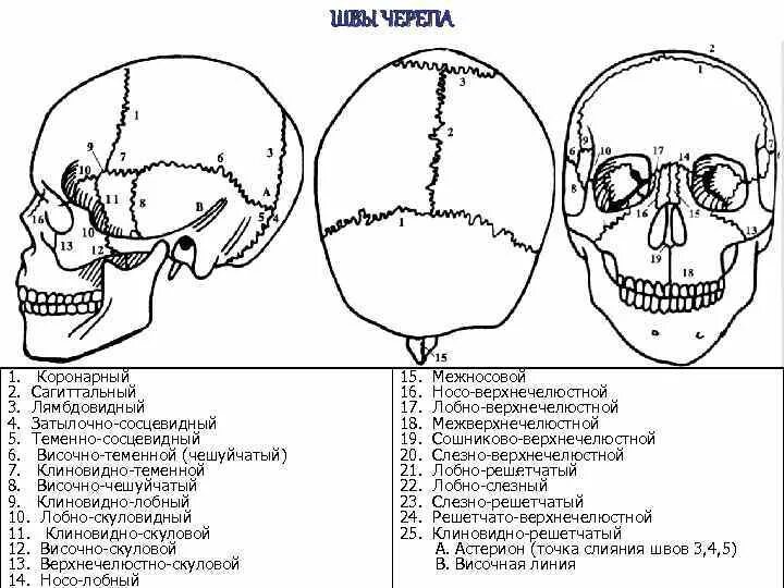 Теменная и височная кости тип соединения. Клиновидно-лобный шов черепа. Соединение костей черепа анатомия. Виды швов черепа анатомия человека. Швы черепа лобная кость.