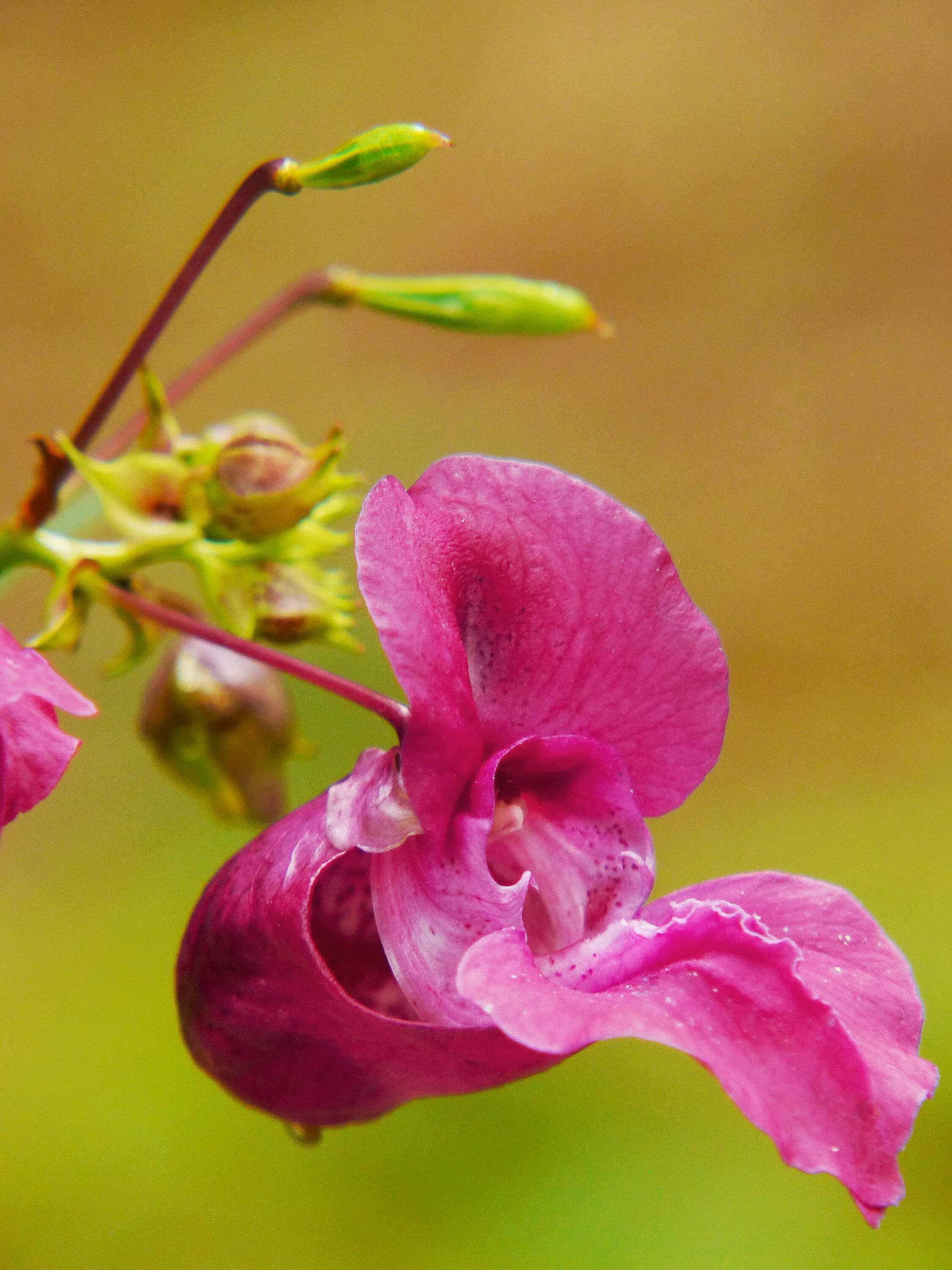 Дикий цветок на русском. Himalayan balsam растение. Цветок Бандхука. Растение с розовыми цветами. Дикорастущие цветы.