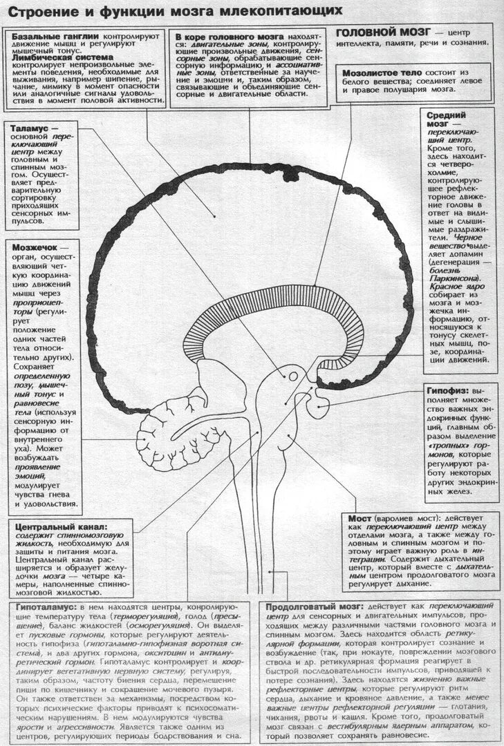 Структура мозга млекопитающих. Головной мозг у млекопитающих строение и функции. Функции мозга млекопитающих. Строение и функции отделов головного мозга млекопитающих. Структуры мозга млекопитающих.