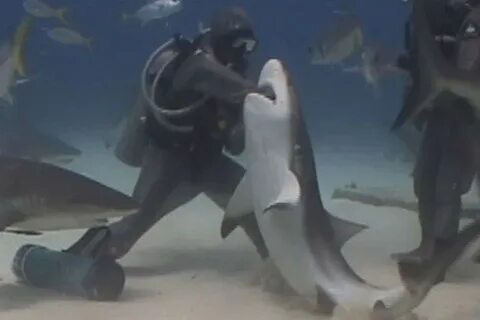 3 акулы видео