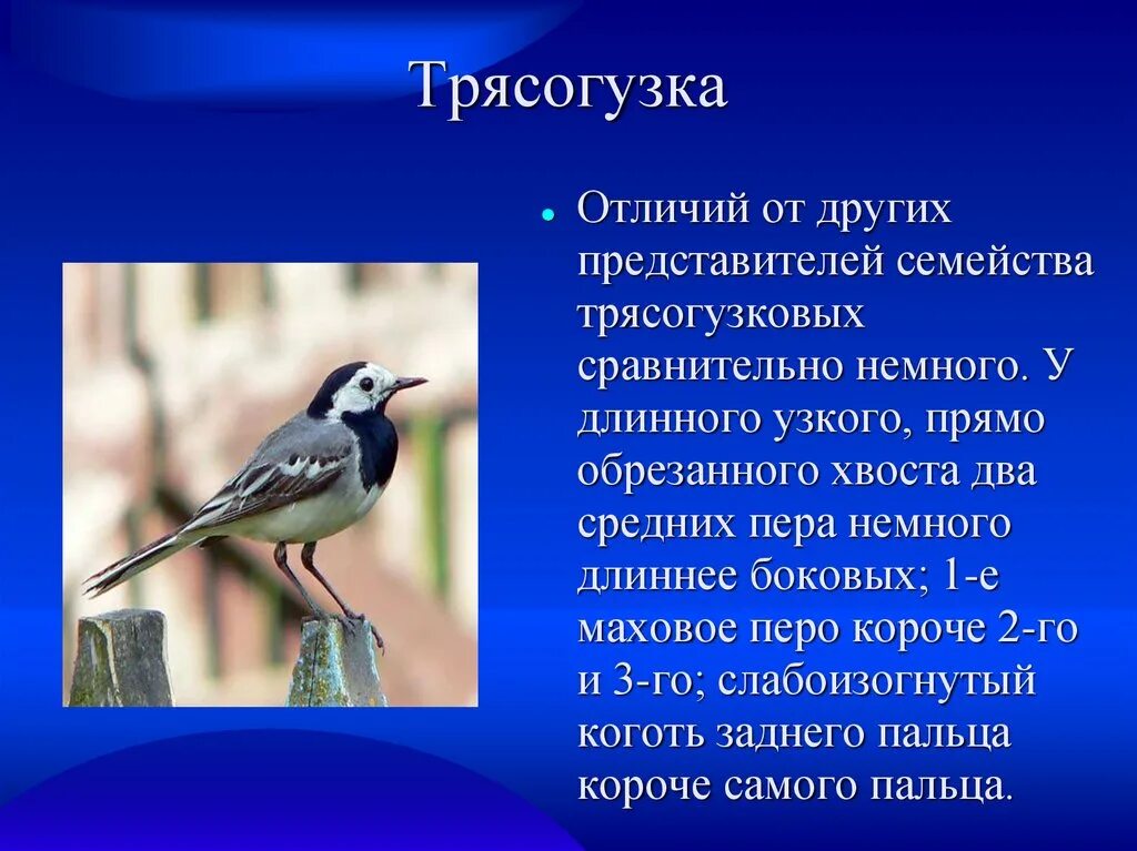 Трясогузки текст