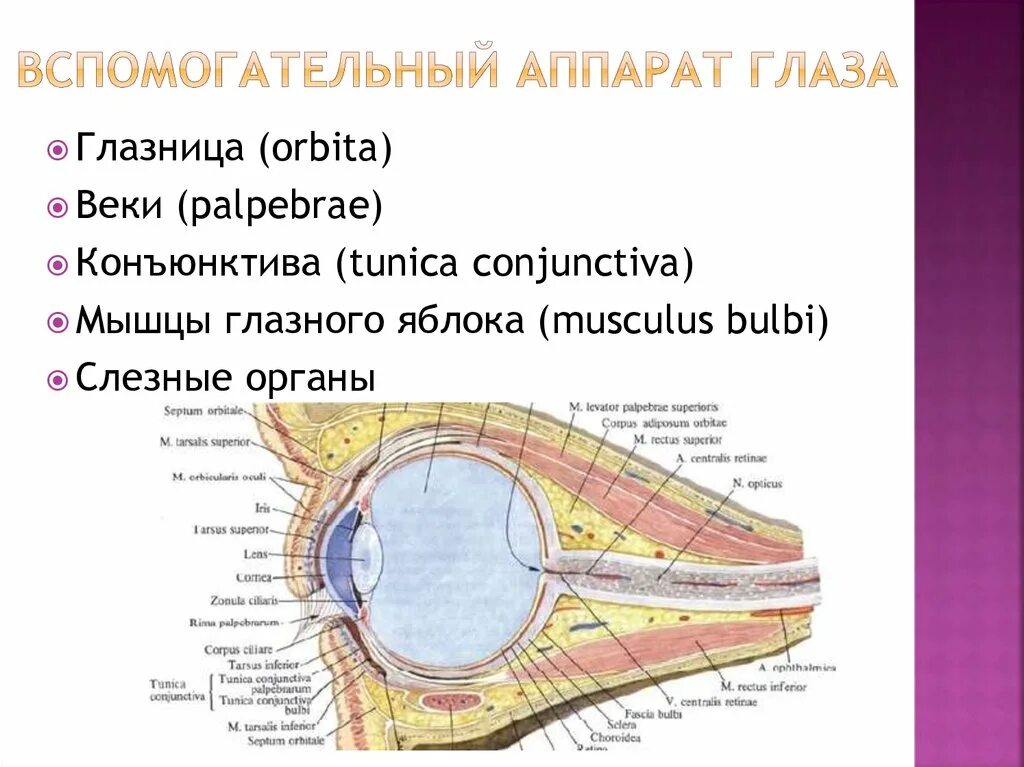 1 строение глазницы. Строение вспомогательного аппарата глаза анатомия. Вспомогательный аппарат глазного яблока анатомия. Вспомогательный аппарат глаза конъюнктива. Строение глазницы.