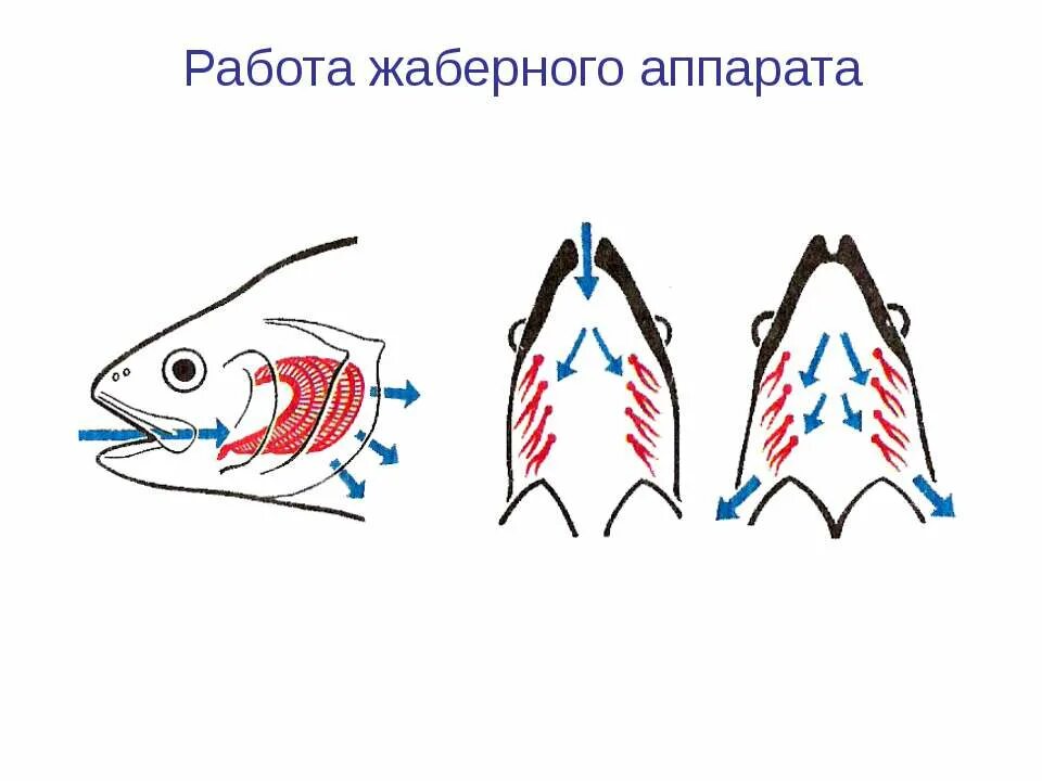 Как осуществляется работа жаберного аппарата. Строение жаберного аппарата рыб. дыхательная система рыб рис. строение жаберного аппарата костных рыб. строение жабр рыб.