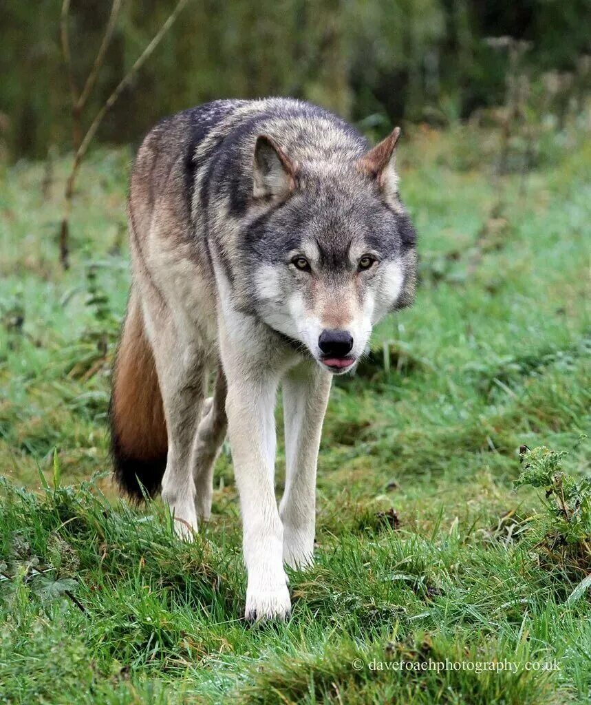 Волк canis Lupus. Волк - canis Lupus l.. Волк серый обыкновенный. Canis Lupus occidentalis.