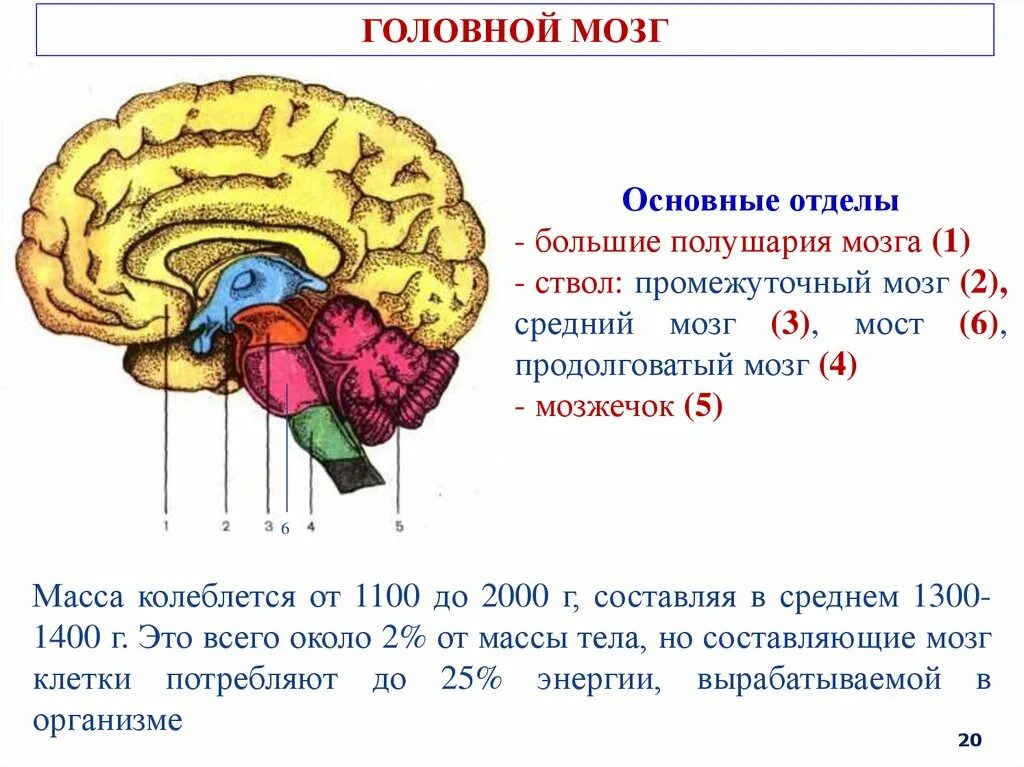 1 масса головного мозга. Отделы головного мозга продолговатый промежуточный. Строение головного мозга для детей. Продолговатый мозг,мост,средний мозг, мозжечок,промежуточный. Головной мозг продолговатый мозг мозжечок.