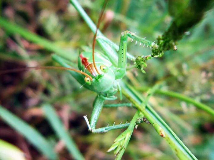 голубой кузнечик. кузнечик амбликорифа. розовый кузнечик. Neobarrettia spinosa кузнечик. голубой кузнечик.