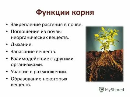 Основная функция цветка растений