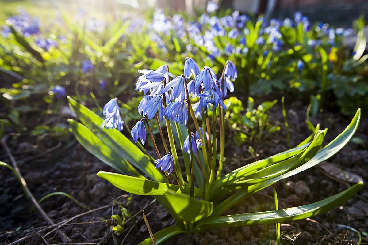 подснежник пролеска. пролеска пролесковидная. голубой подснежник пролеска. первоцветы пролески. голубая пролеска.
