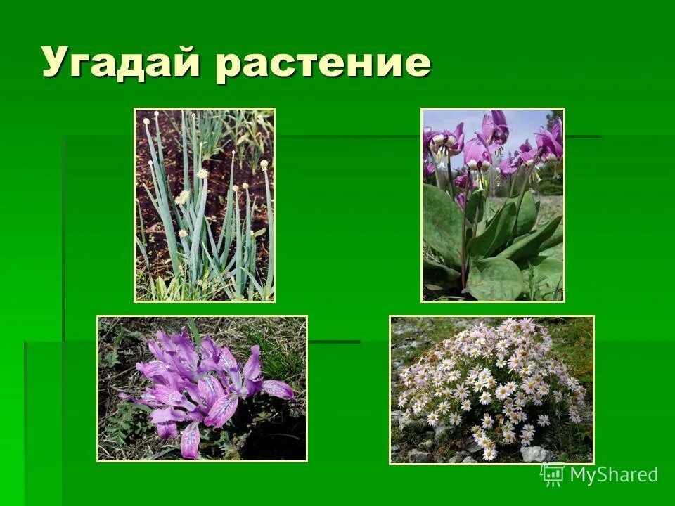 угадай трава