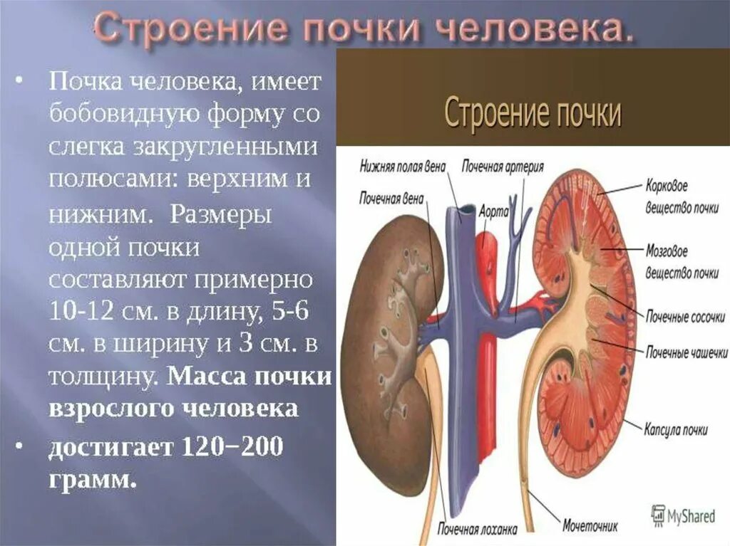 Работа почек человека