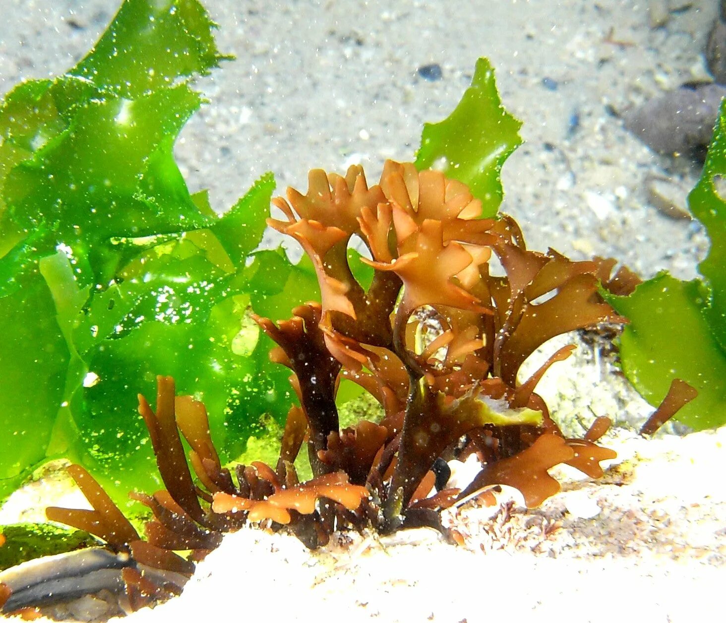 18 водоросли. Ульва водоросль. Ульва и ламинария. Фукус Ульва. Ламинария – морская капуста) Ульва.