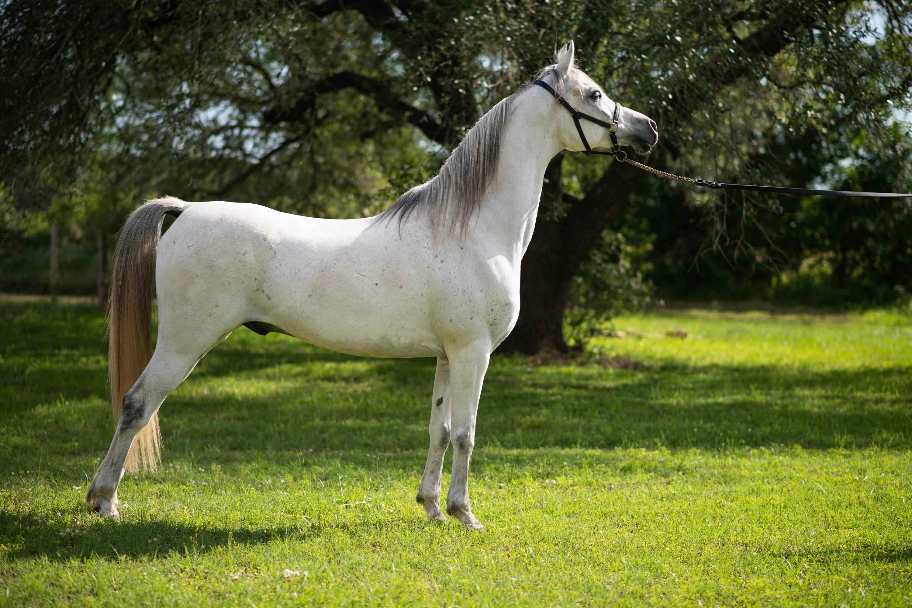 Лошадь породы Линус. Арабская лошадь. Самые красивые породы лошадей. Арабская лошадь белая.