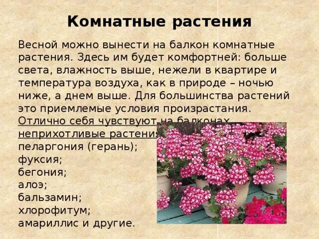 Весенние цветы комнатные. Температура для герани на балконе минимальная. При какой температуре можно выносить комнатные растения на улицу. Герань комнатная на балконе.