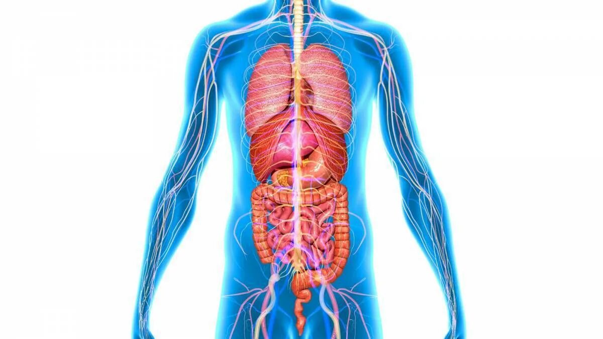Организм человека и сам человек. Органы человека. Внутренние органы. Тело человека органы. Человеческий организм.