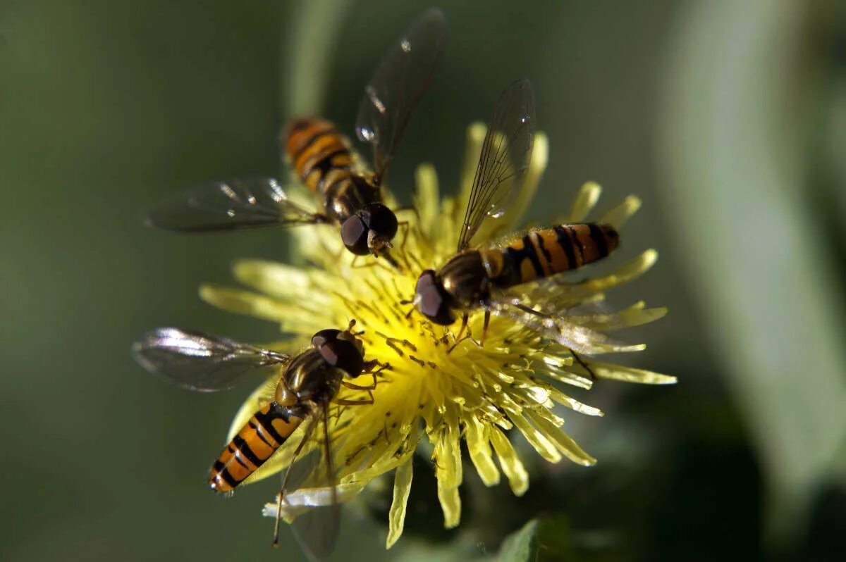 Мимикрия 2017. Мимикрия примеры фото. Кактусы и мимикрия. Мимикрия 2017. Мимикрия wikipedia hayeren.
