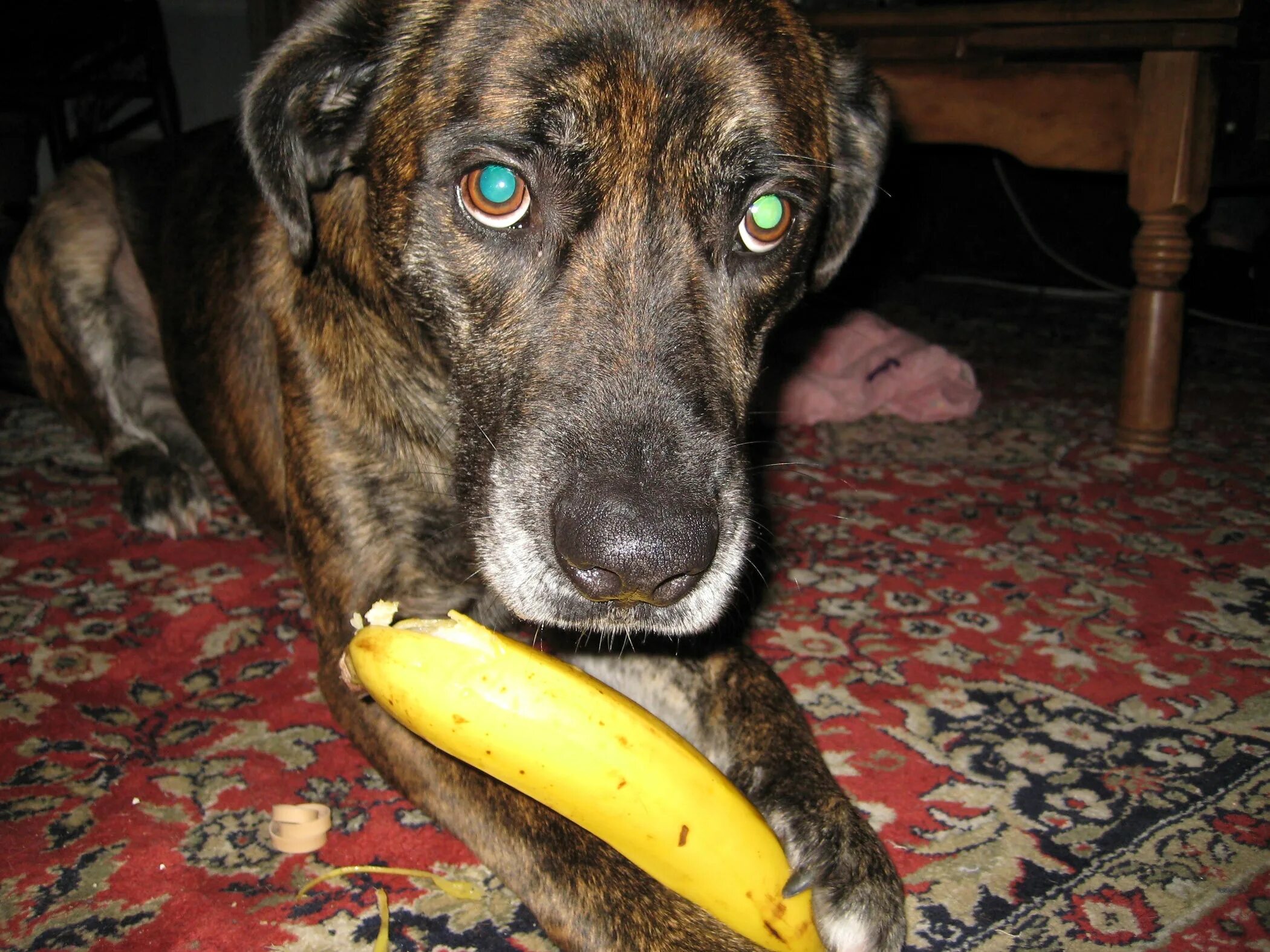 Собака съела пакетик. Собака ест банан. Banana Dog. Как собаку отвести от банана. Собака постоянно ест бананы чего не хватает.