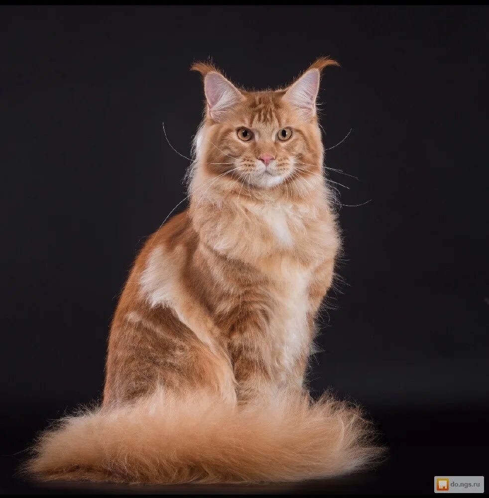 кот породы мейн кун рыжий. кот мейн кун гвидон. мейн кун n25. мейн кун премиум. мейн кун премиум.