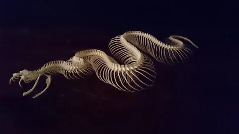 Змея имеет скелет