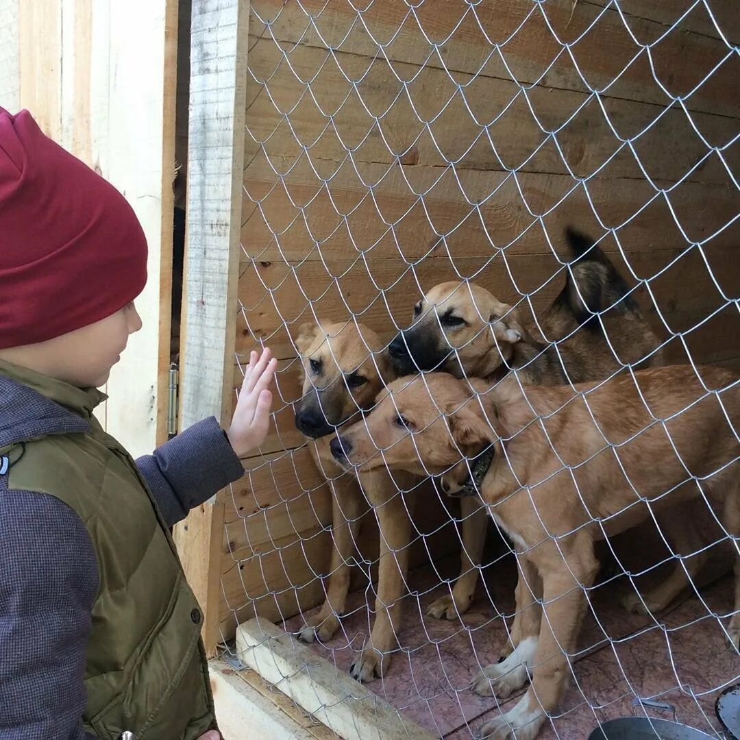 Приют человек помогите людям. Приют для животных Донецк ПИФ. Приют для собак. Приют для бездомных животных. Животные в приюте.