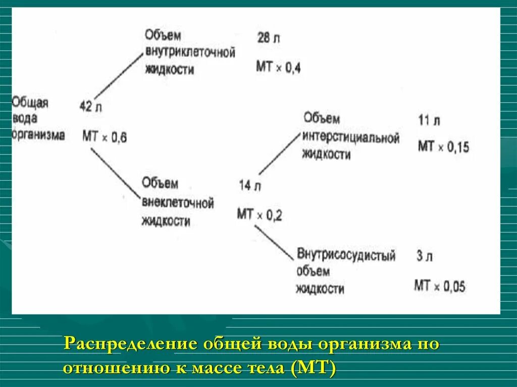 Схема распределения воды в организме. Общая жидкость организма. Распределение воды в организме по секторам. Соотношение внутриклеточной/внеклеточной воды в организме.