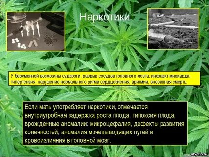 Влияние наркотиков на развитие зародыша