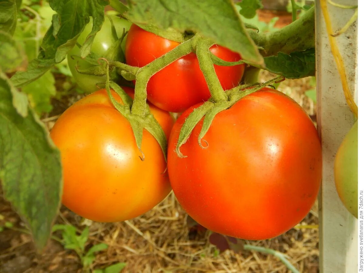 томат снежный барс аэлита. томат снежный барс ф1. помидор снежная пик аэлита. томат снежная сказка. томат снежный барс аэлита.