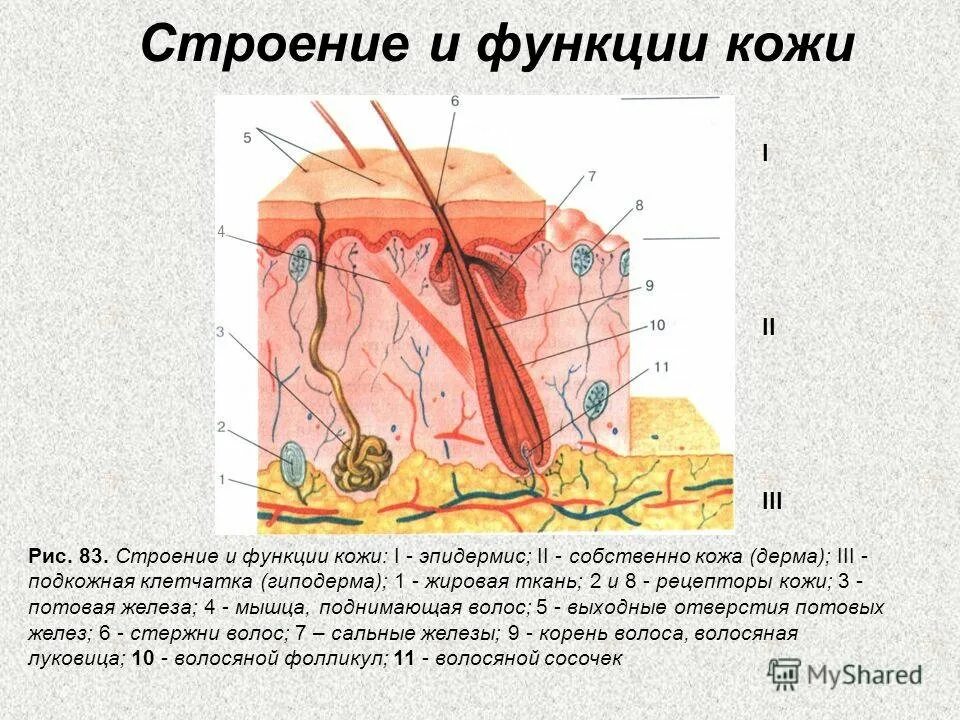 Рассмотрите изображение и определите какая структура кожи. Строение и функция структур кожи. Рис 107 строение кожи биология 8 класс. Структура кожи биология 8 класс. Эпидермис 2) дерма 3) гиподерма.