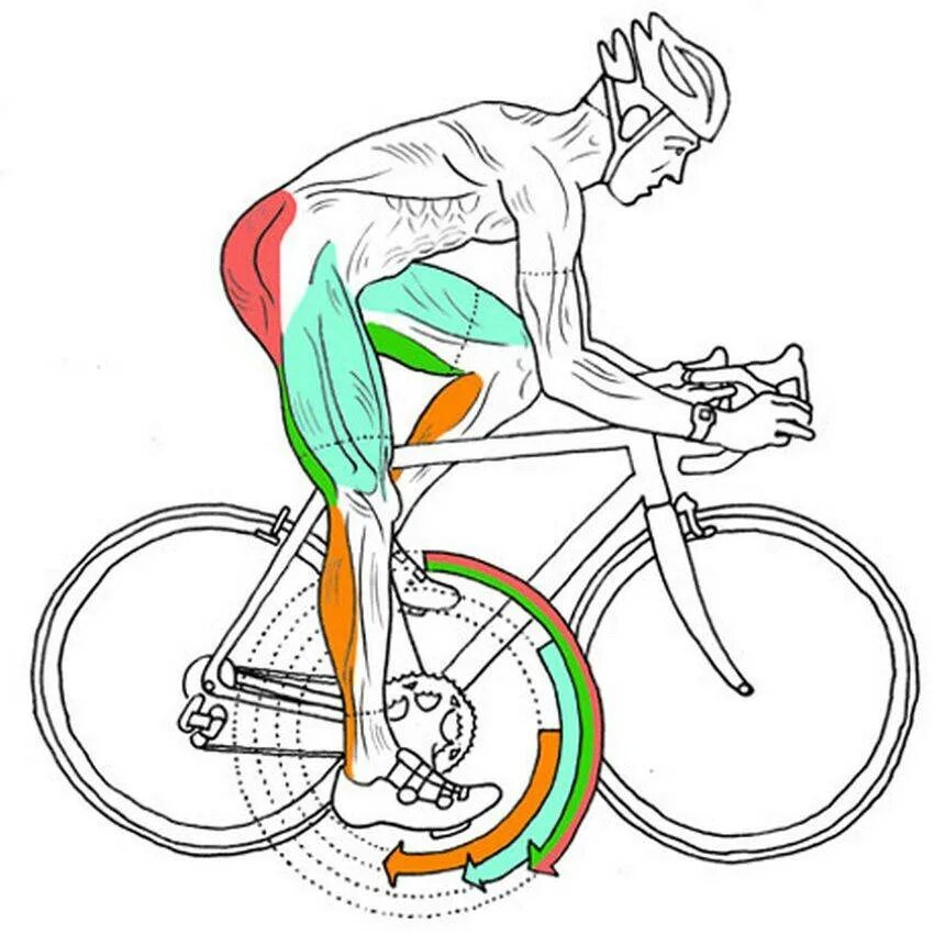 Велосипед какие мышцы работают у женщин. Мышцы при езде на велосипеде. Мышцы задействованные при езде на велосипеде. Велосипед группы мышц. Мышцы в велоспорте.