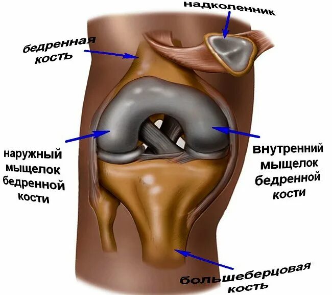 Латеральный мыщелок кости. Мыщелок коленного сустава. Анатомия коленного сустава мыщелки. Медиальный мыщелок правой бедренной кости.