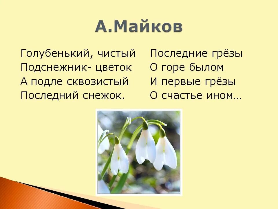 Майков голубенький чистый Подснежник цветок. Майков голубенький чистый Подснежник цветок стихотворение. Стихотворение о весне.