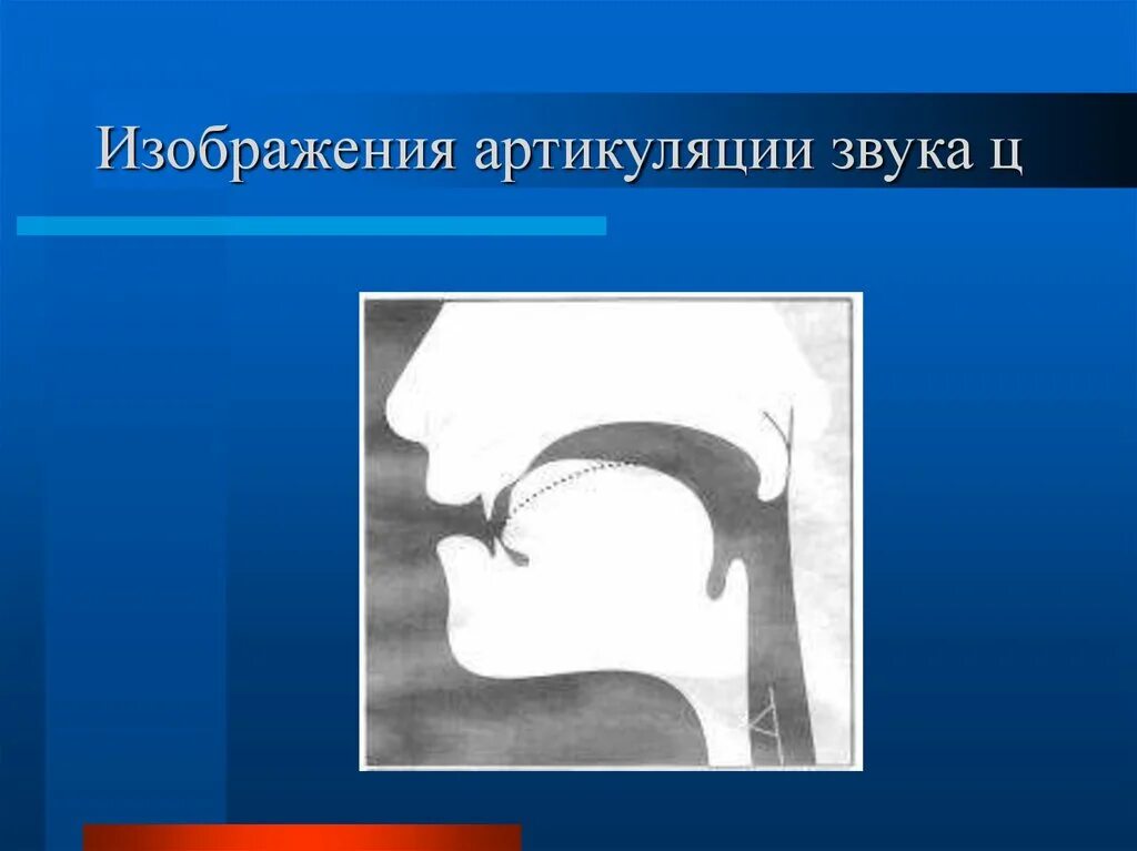 Группы артикуляция. Артикуляция. Артикуляция звука ц. Артикуляция звука с. Профиль произношения звука с.