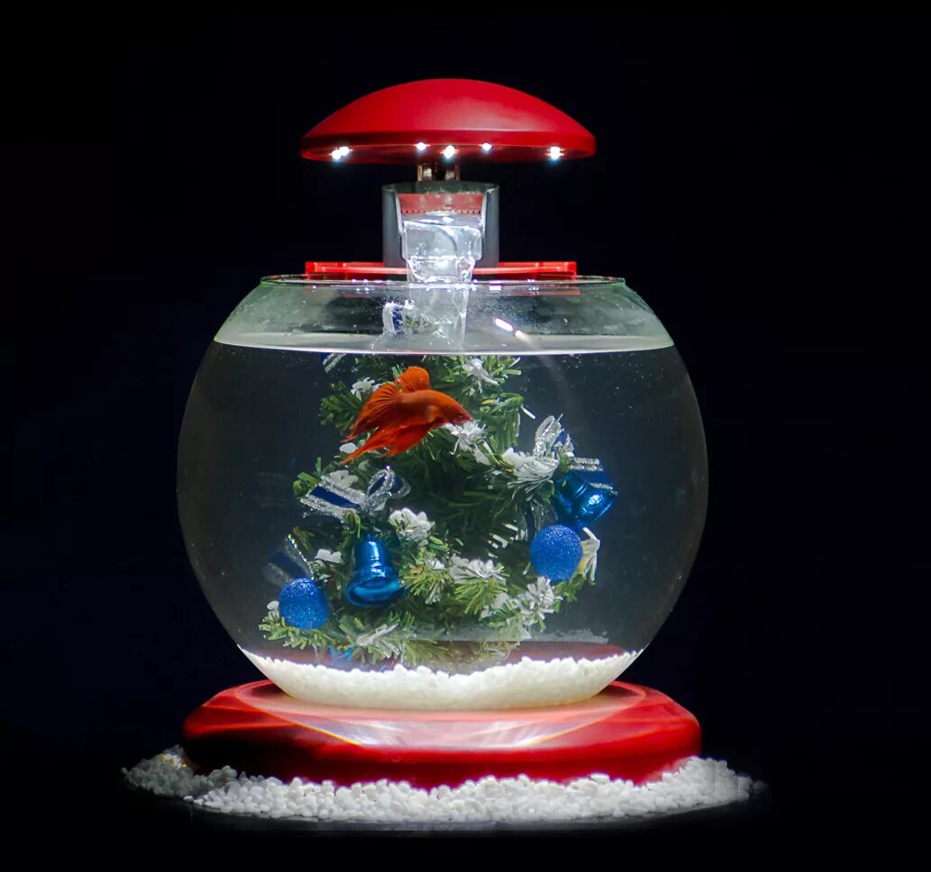 рыба петушок какой аквариум. бойцовские рыбки в аквариуме. рыба петушок какой аквариум. самый маленький аквариум. рыбка петушок в аквариуме.