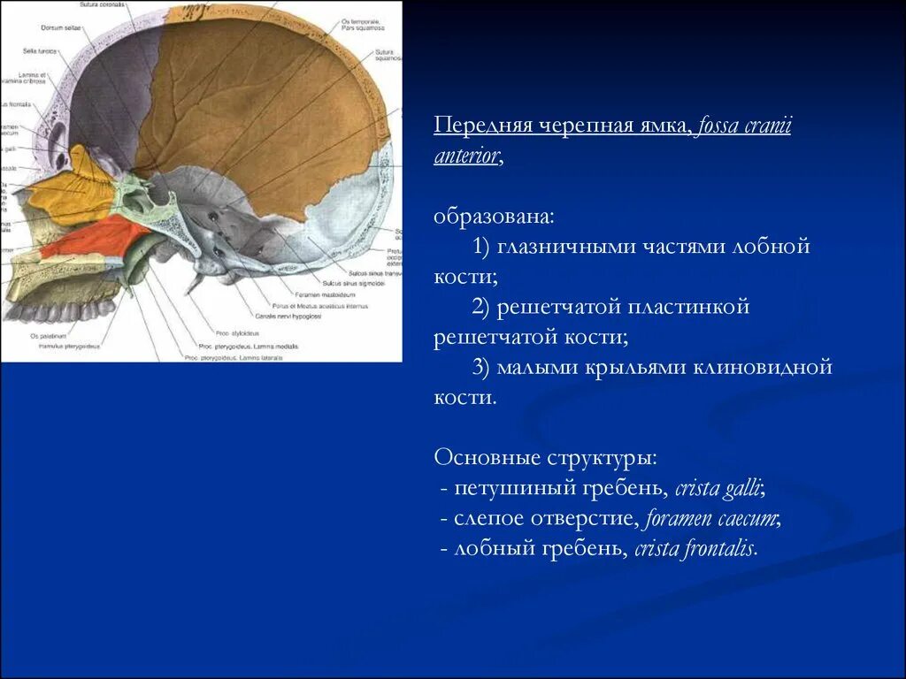 Строение основания черепа анатомия. Передняя черепная ямка образована костями. Средняя черепная ямка образована. Передняя черепная ямка образована костями. Основание черепа черепные ямки.