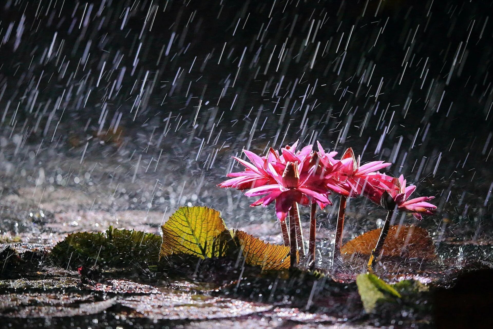 На пороге дождь. Природа дождь. Красивый дождь. Цветы под дождем. Ливень.