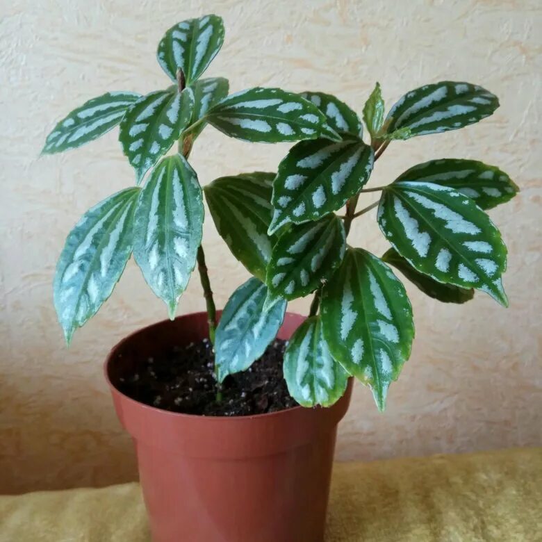 Пилея кадье (pilea cadierei). Пилея кадье цветет. Кадья цветок. Пилея ливанская. Пилея кадье.